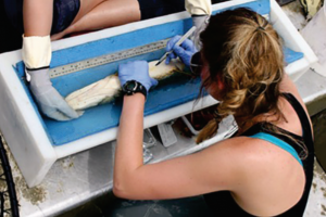 Figure 2: PhD student Jordanna Bergman surgically implanting an acoustic transmitter into a northern pike in a waterfilled and padded trough. Photo by Dan Rubinstein.