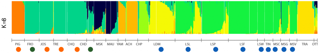 Figure 2 - Histogram showing the percentage of each individual belonging to the different genetic groups. Each vertical bar corresponds to an individual sampled in a given body of water and represents its degree of belonging (or mixture) to a given group. Each color represents a genetically distinct group. For example, there is considerable genetic similarity between individuals in Frontière Lake, Joseph Lake and Tremblant Lake (FRO, JOS, and TRE respectively), all of which were seeded from the Chautauqua Lake (CHQ) source. Conversely, there is great genetic distinction between Lake Traverse Muskellunge (TRA) and all other bodies of water. Orange dots : source of individuals used for sowing. Green dots : lakes and rivers where the muskellunge was absent or in low abundance before stocking. Blue dots : sections of the St. Lawrence River and des Deux-Montagnes Lake. For abbreviations meaning, see Figure 1.