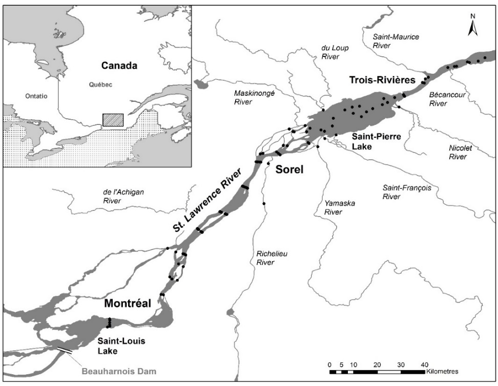 Figure 4 - Localisation des récepteurs acoustiques fixes ayant servi à mesurer le passage de maskinongés marqués au lac Saint-Pierre en 2018. Les stations installées entre Gentilly et Québec, soit à la droite de la présente carte n’ont pas été représentées.